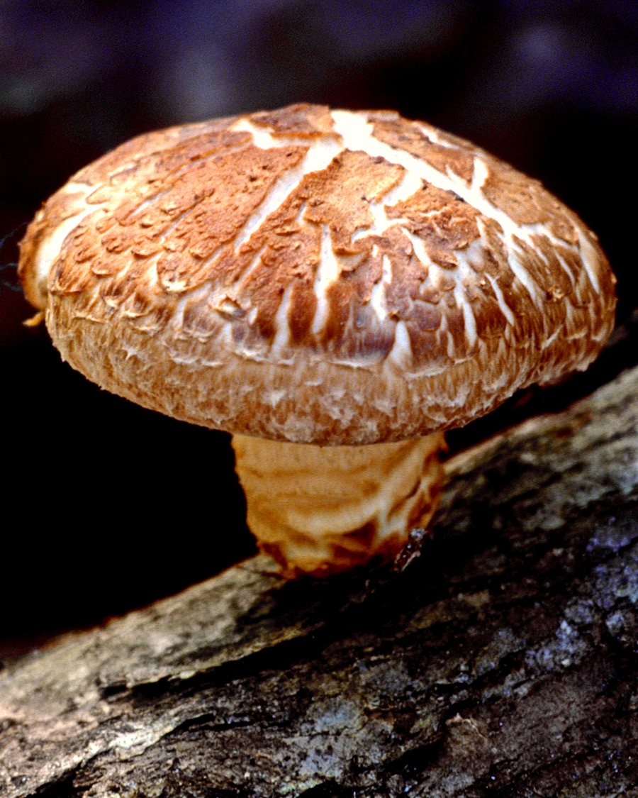 Fresh brown shiitake mushrooms with umbrella caps