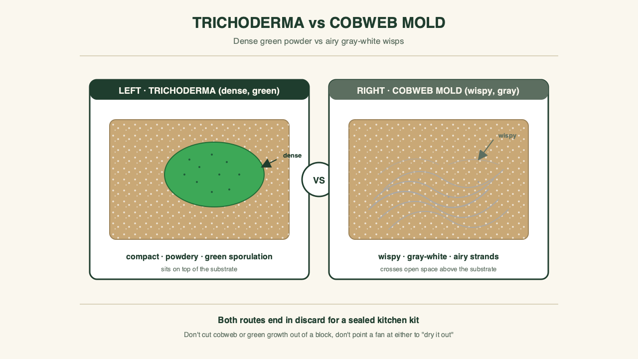 Two gourmet blocks compared: wispy gray-white cobweb mold versus powdery green Trichoderma patch