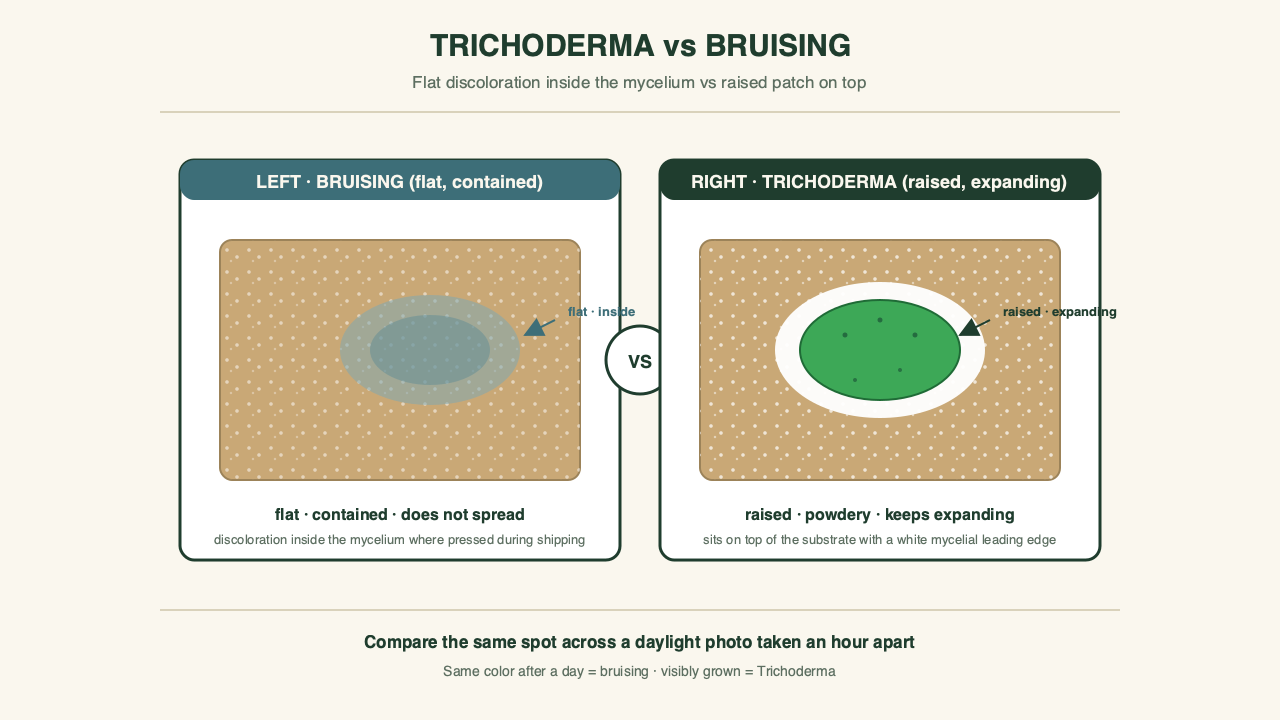 Gourmet kit block showing flat bruising inside mycelium versus raised powdery green Trichoderma on top