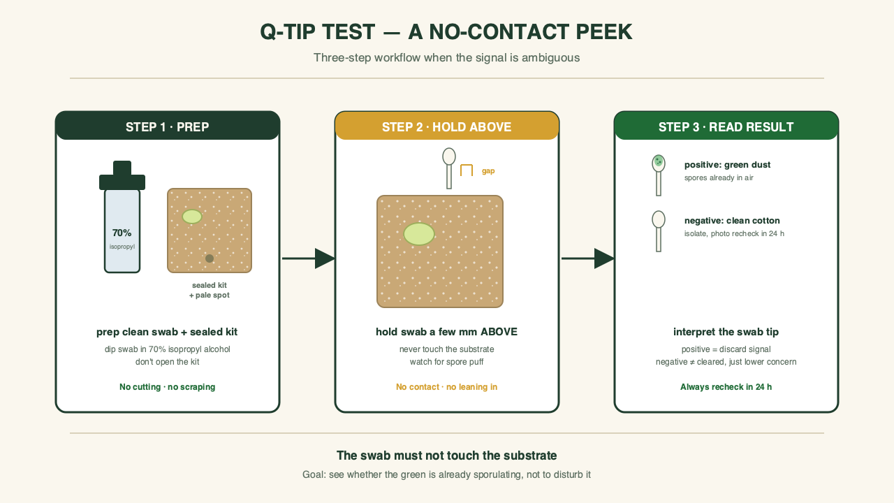 Clean cotton swab held above a powdery green patch on a gourmet kit block to check for airborne spores