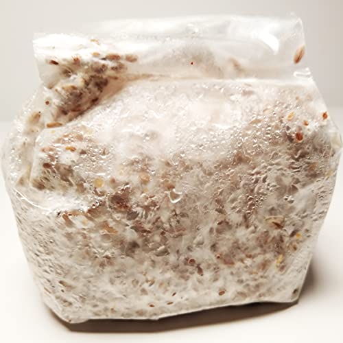 Lion's Mane Grain Spawn - 1 lb. Ready to Use